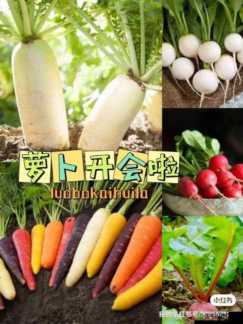 拔萝卜又叫黄降 9.1:一场神秘的冒险之旅