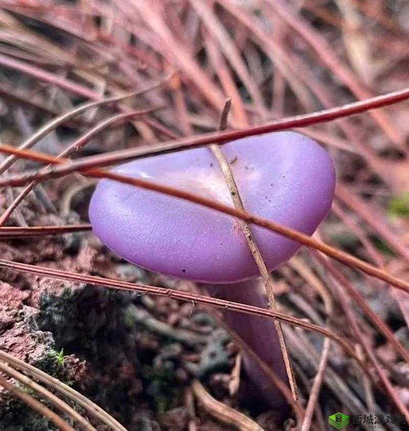 紫色蘑菇根粗大是否能吃?