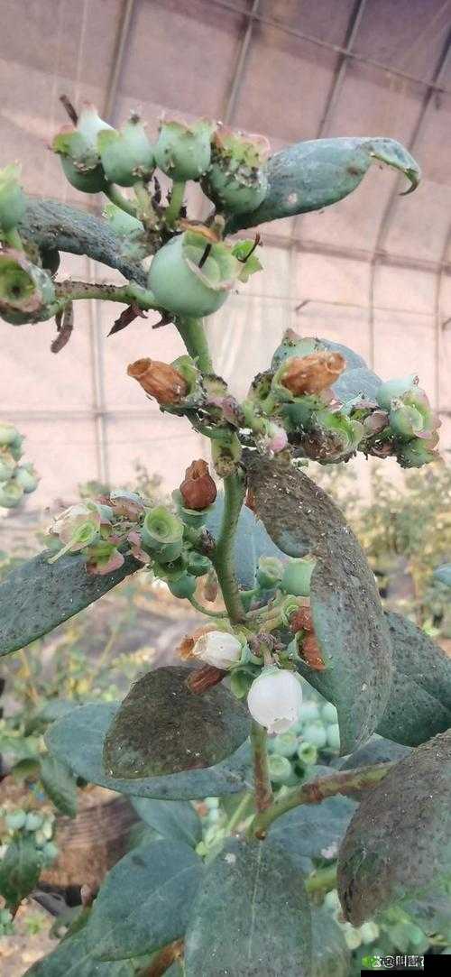 蓝莓污污污：可爱又迷人的存在