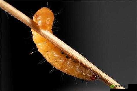 永恒之柱2巨型洞穴蛆虫攻略：简单有效的蛆虫打法指南