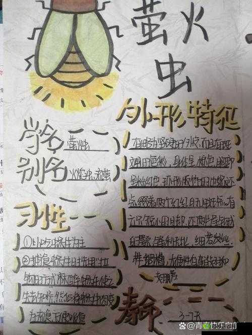 云南发现3个萤火虫新种，探索自然之美与生物多样性