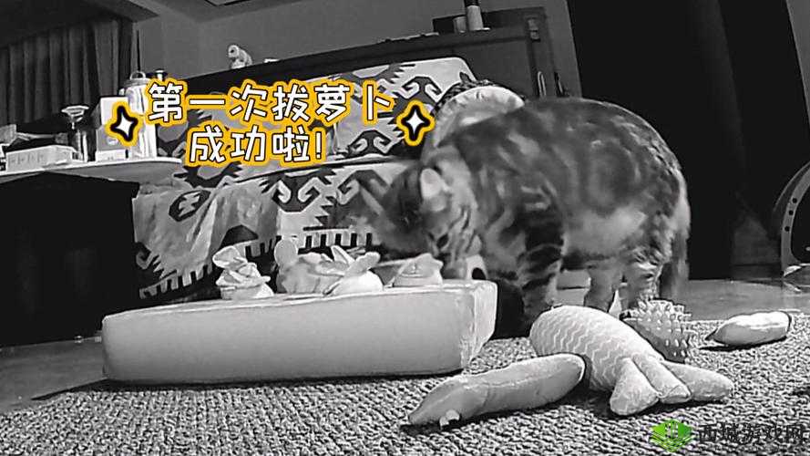 怎样拔萝卜示范怀孕：趣味演绎孕期生活场景