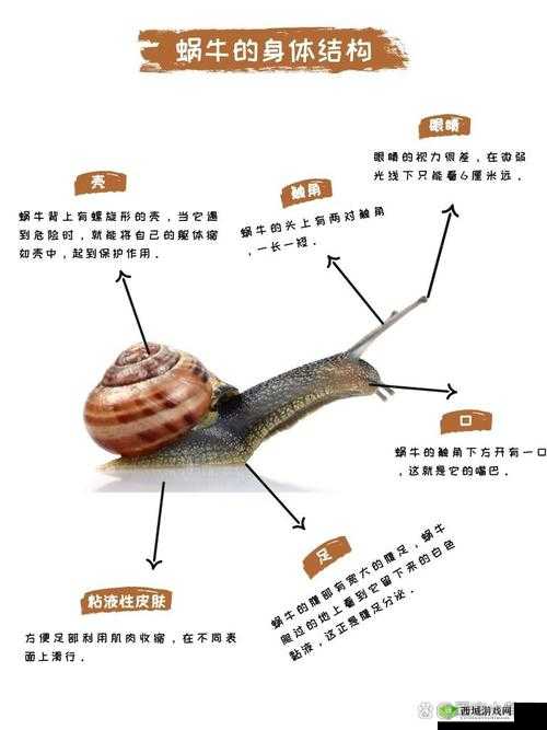 最强蜗牛形态器官深度解析，功能、误解与开发者逻辑